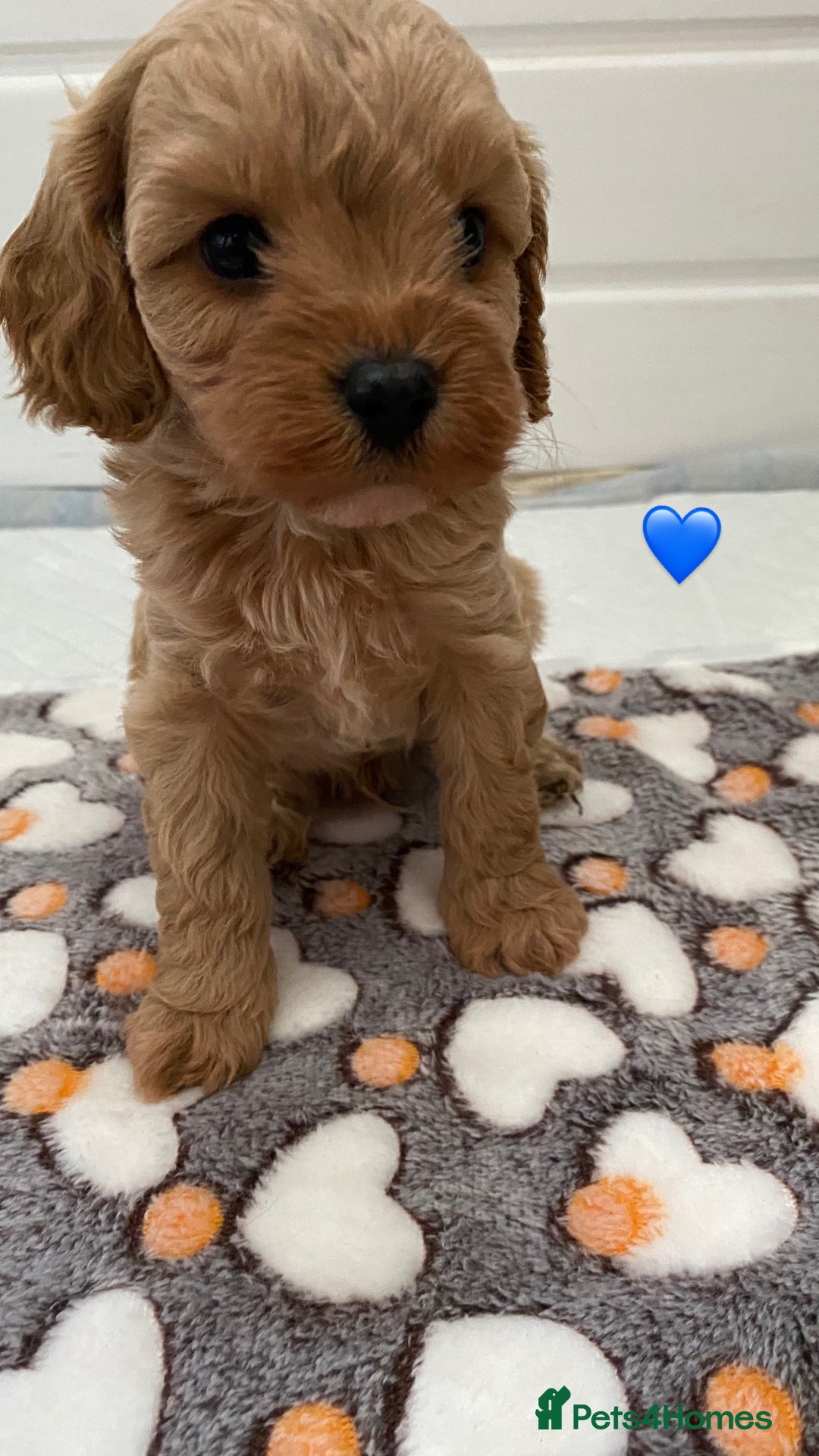 Cavapoo dogs for sale: 🩷⭐️ F1 Cavapoo’s ⭐️💙 - Image 2
