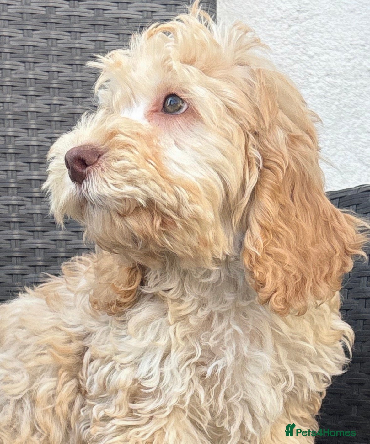 Cockapoo dogs F1 cockapoo puppies  - Advert 1
