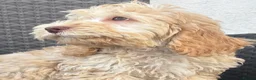 Cockapoo dogs for sale: F1 cockapoo puppies  - Advert 1