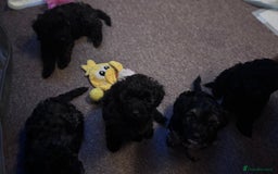 Yorkiepoo dogs for sale: Beautiful yorkipoo puppies - Image 27