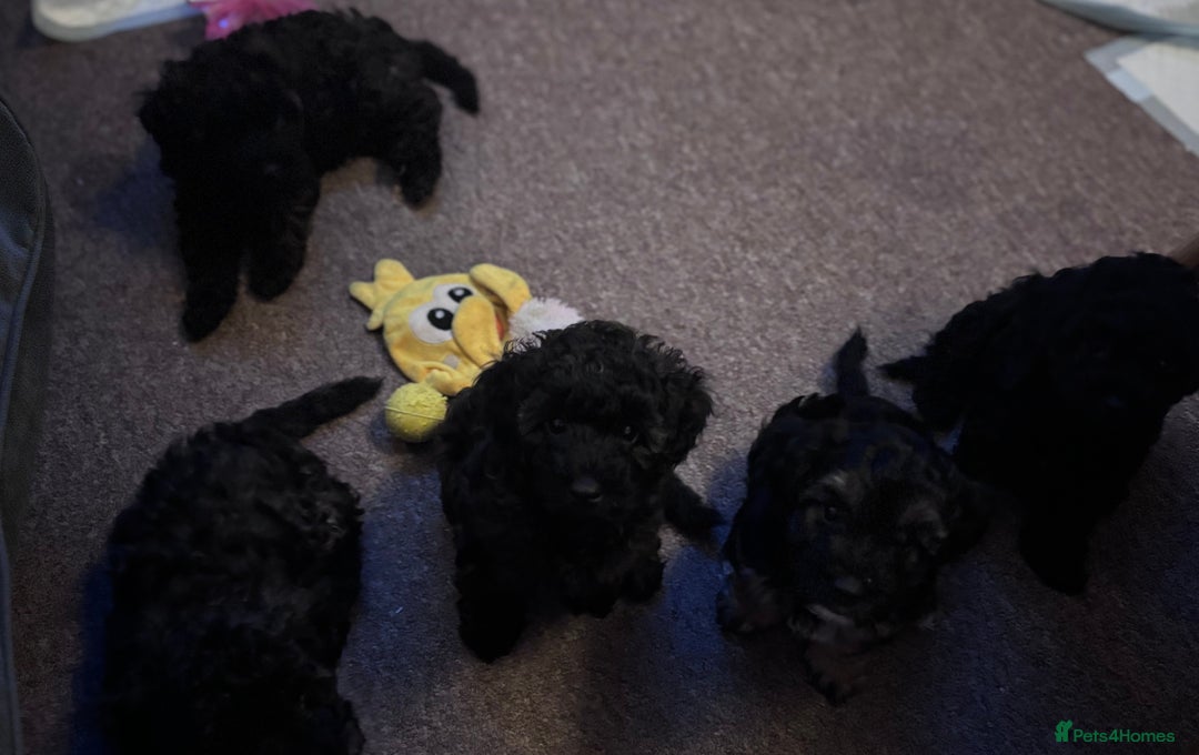 Yorkiepoo dogs for sale: Beautiful yorkipoo puppies - Image 27