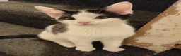 Mixed Breed cats for sale: Cute piebald kittens  - Advert 19