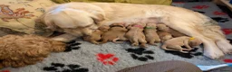 Mini Goldendoodle dogs for sale: Stunning Goldendoodles  in Ashton-under-Lyne - Advert 3