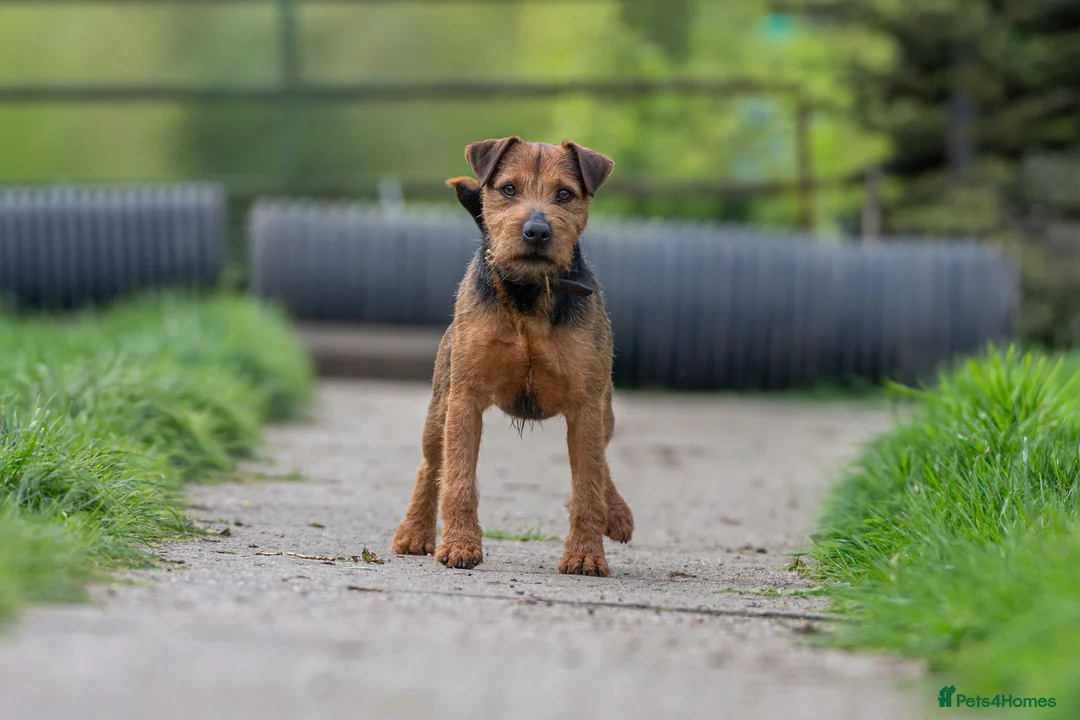 Lakeland Terrier dogs for stud: Lakeland terrier stud in Newark - Advert 8