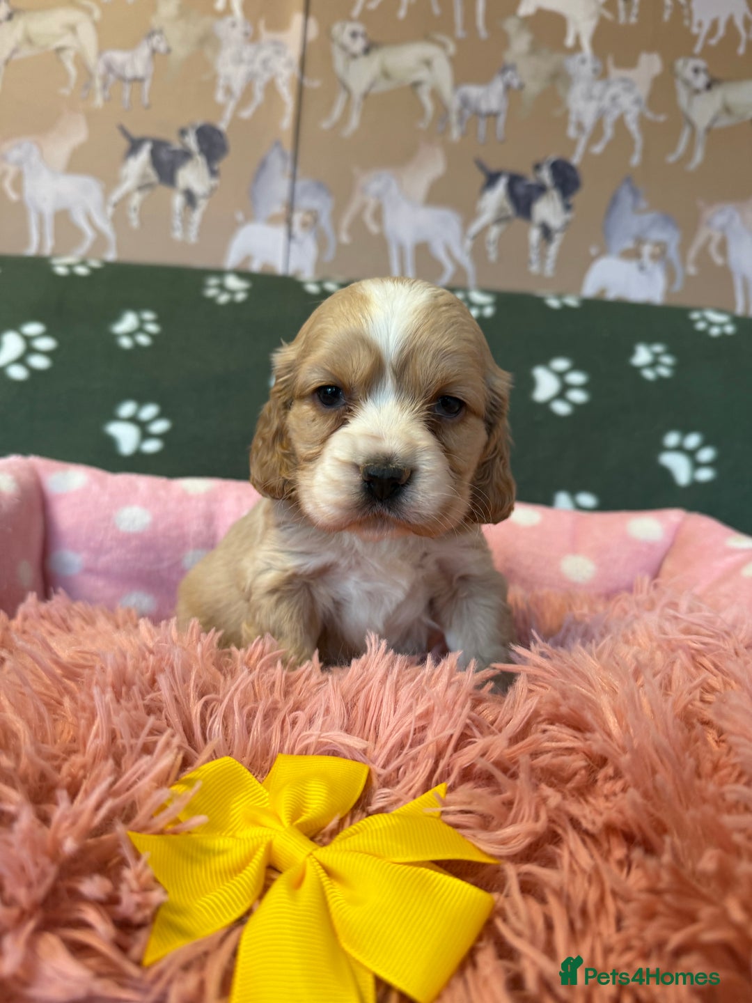 Cockapoo dogs for sale: F1 Cockapoo’s available  - Advert 12
