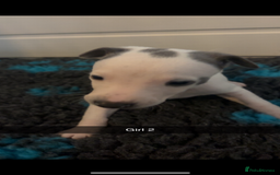 Whippet dogs for sale: KC registered Whippet Pups for Sale - Image 5