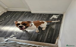 American Bulldog dogs for sale: Female American Bulldog for sale - Image 5