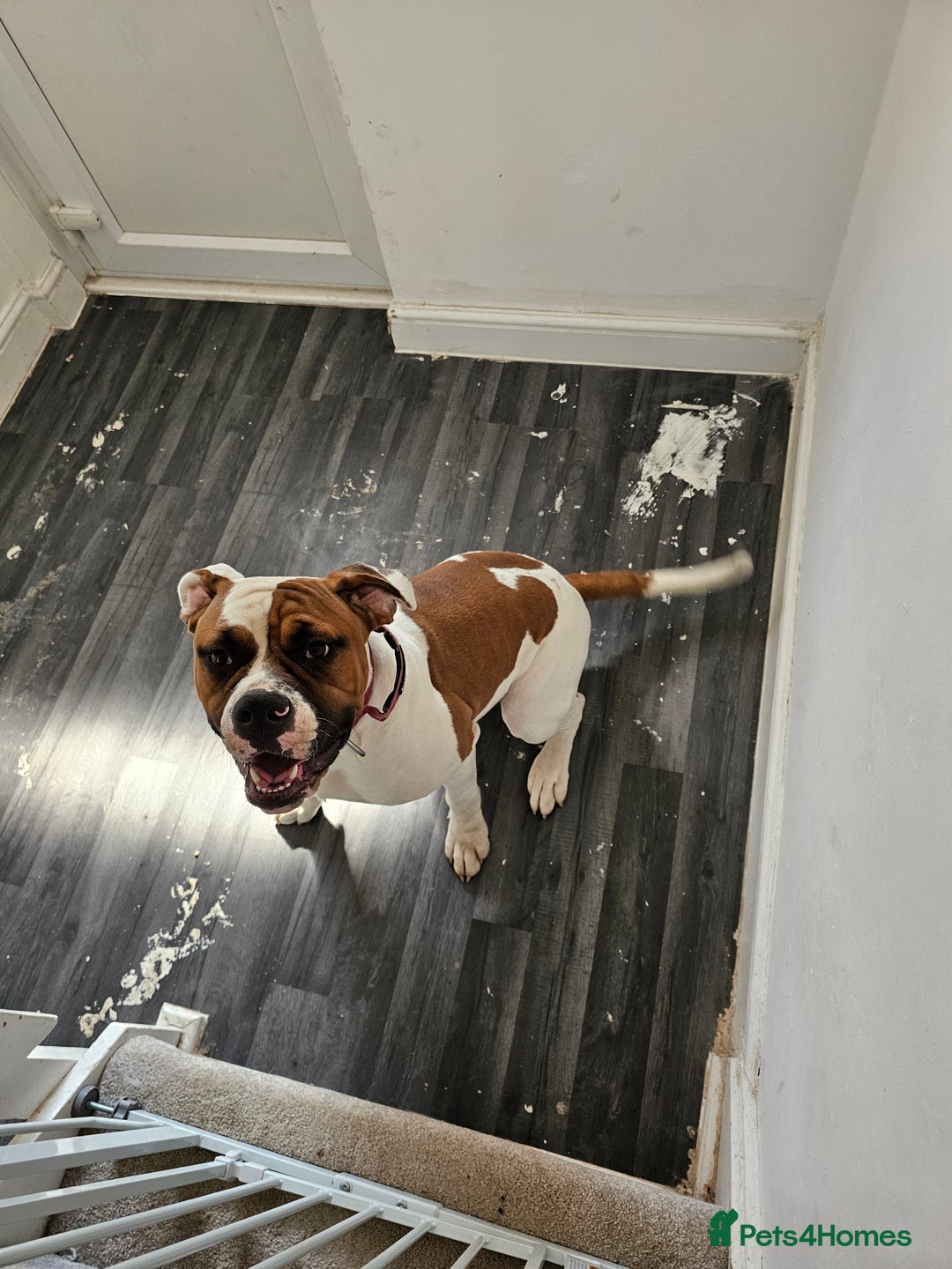 American Bulldog dogs for sale: Female American Bulldog for sale - Image 5