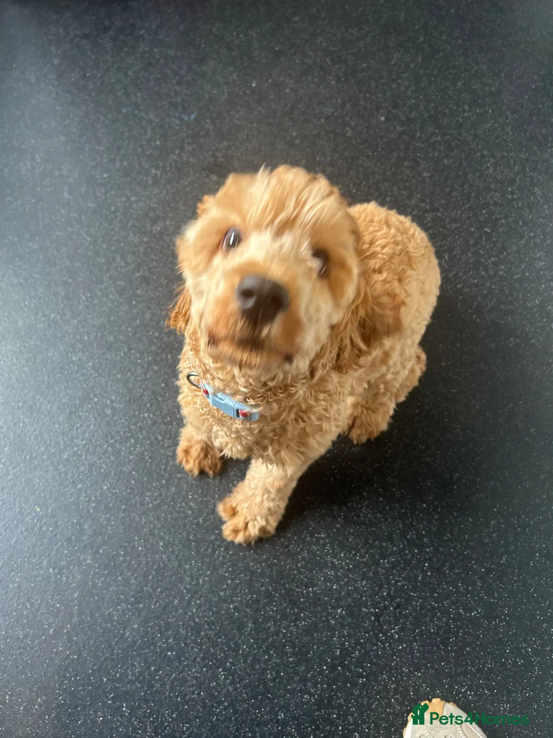 Cockapoo dogs for sale: Cockapoo F1 - Advert 2