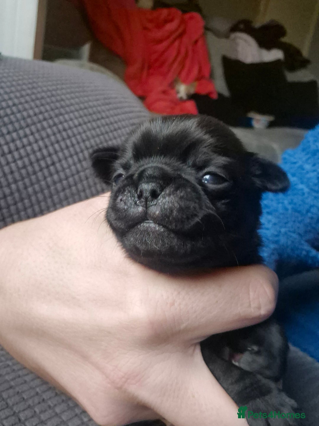 Pug dogs for sale: 4 beautiful pugs  - Image 3