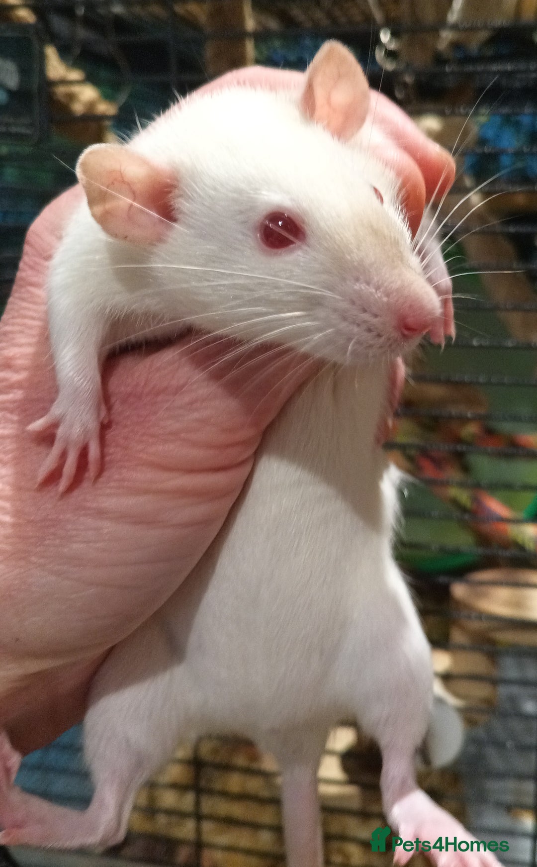 Rat rodents for sale: Baby rats - standard and dwarf  - Advert 2