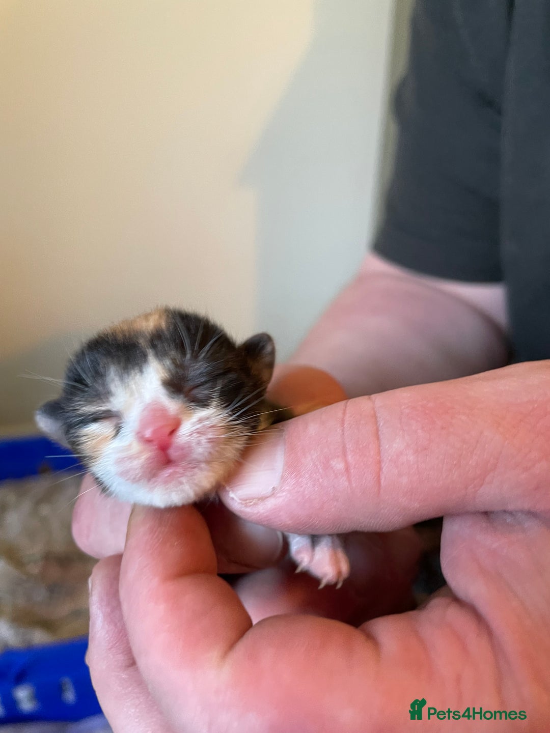Mixed Breed cats for sale: 3 adorable kittens ready for their forever homes - Image 16