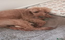 Miniature Poodle dogs for sale: 3 Gorgeous girls - Image 5