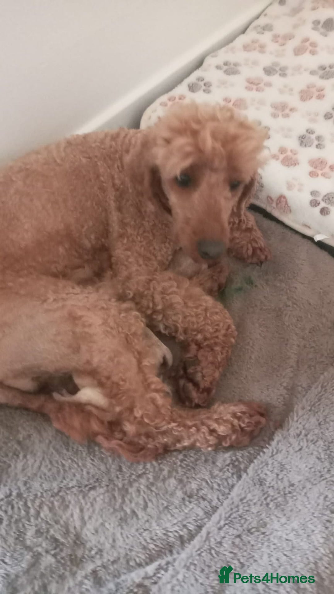Miniature Poodle dogs for sale: 3 Gorgeous girls - Image 5