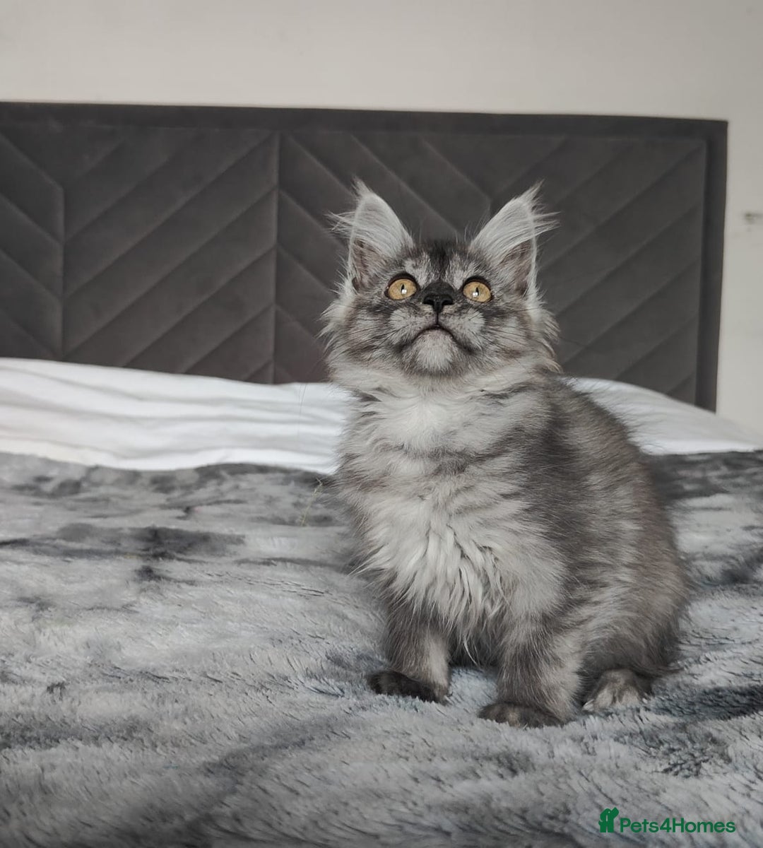 Maine Coon cats for sale: European Maine coon Kittens - Advert 13