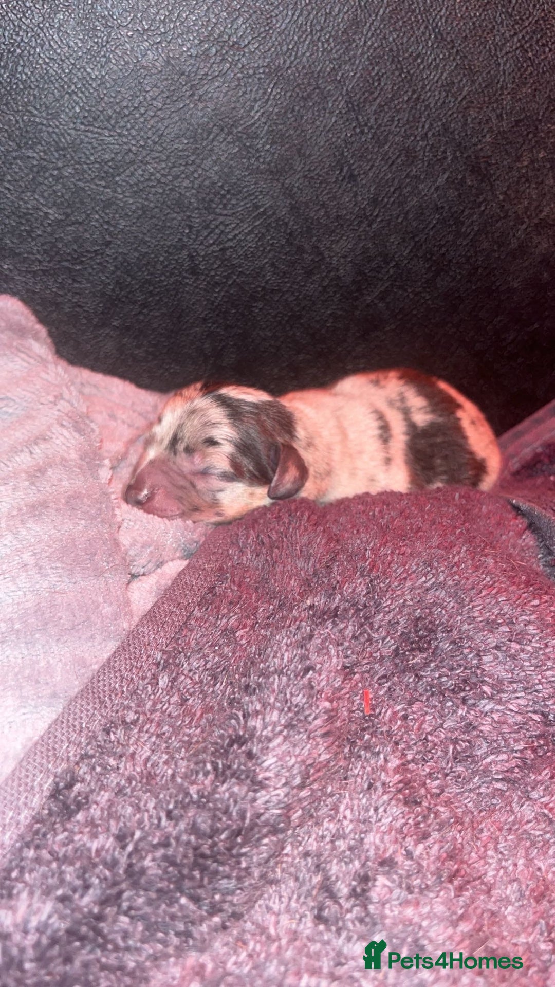 Mixed Breed dogs for sale: Adorable Dameranian puppy’s  - Advert 6