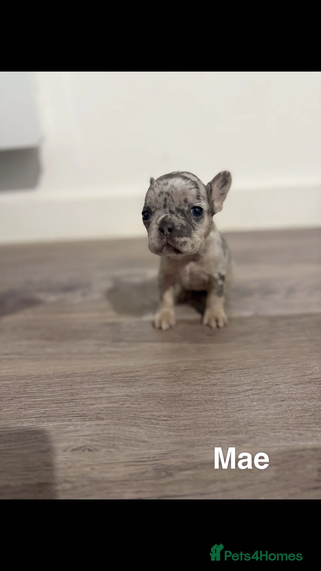 French Bulldog dogs for sale: French bulldog puppies for sale in Birmingham - Advert 9