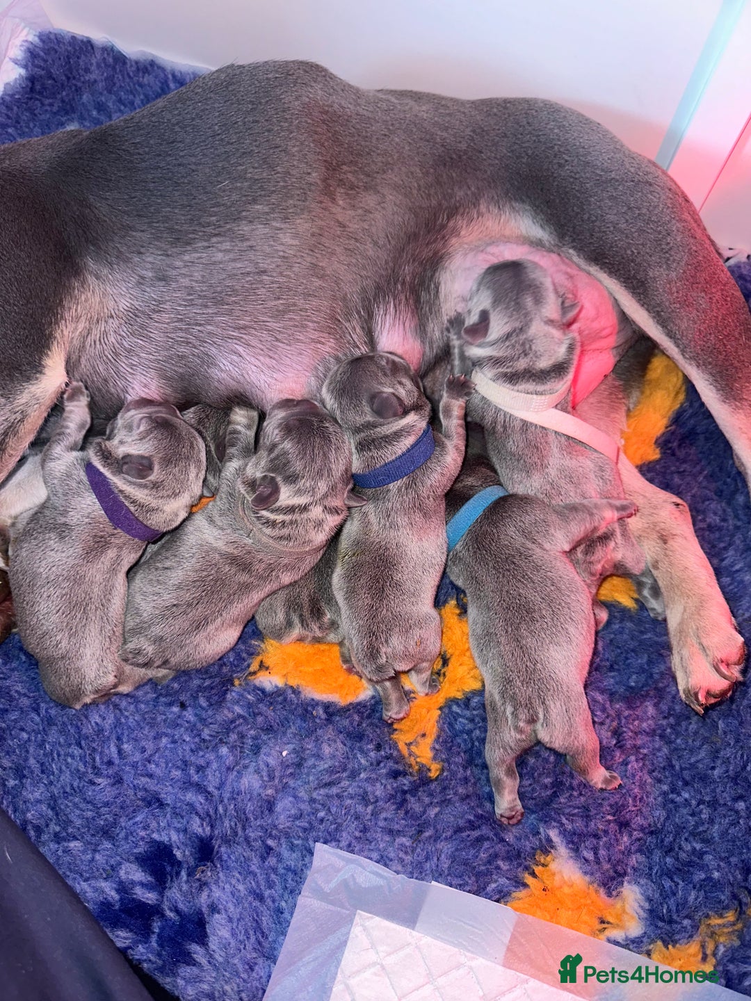 French Bulldog dogs for sale: French bulldog puppies - Image 8