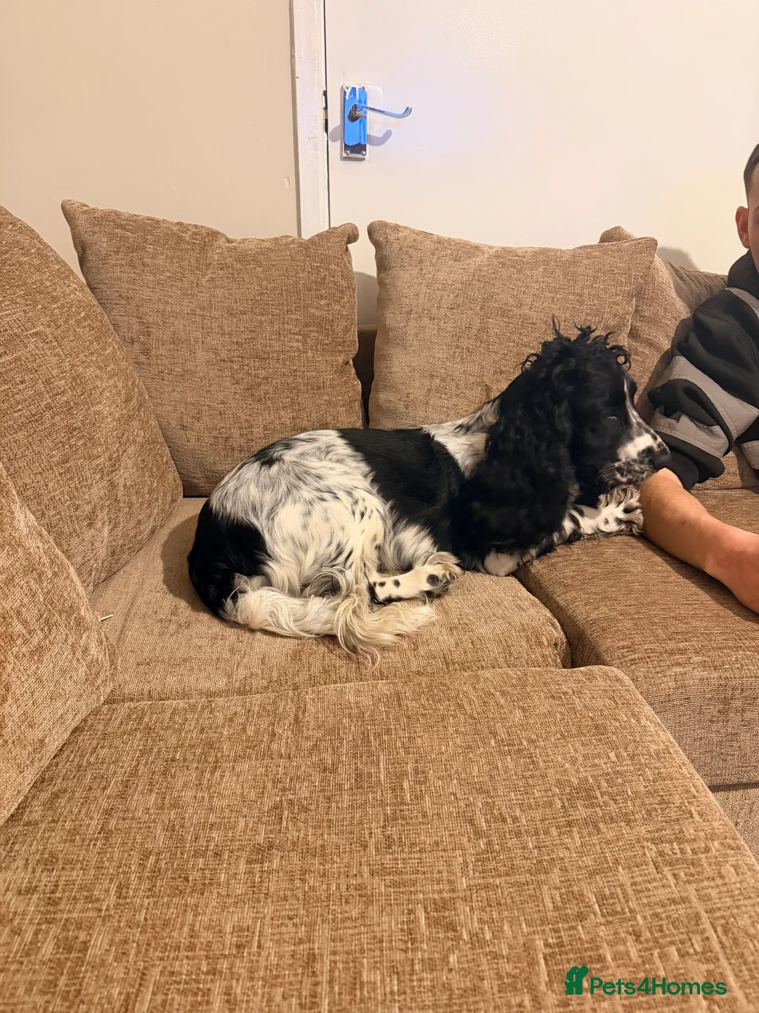 Cocker Spaniel dogs for sale: Cocker spaniel  - Advert 1