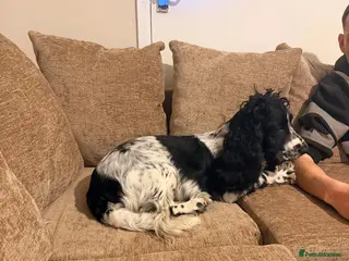 Cocker Spaniel dogs Cocker spaniel - Advert 13