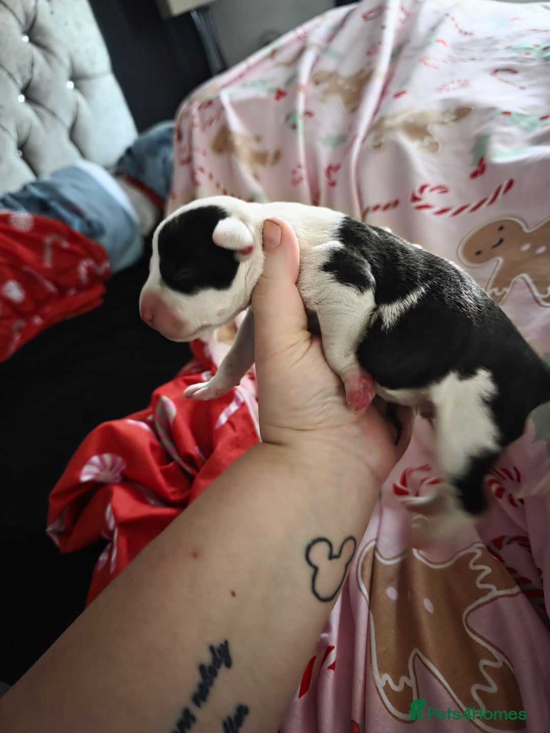 Mixed Breed dogs for sale: Staff x american bulldog puppies - Advert 26