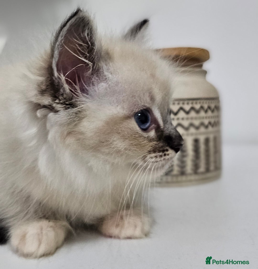 Ragdoll cats for sale: Stunning ragdoll kittens  - Image 33