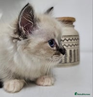 Ragdoll cats - Advert 1