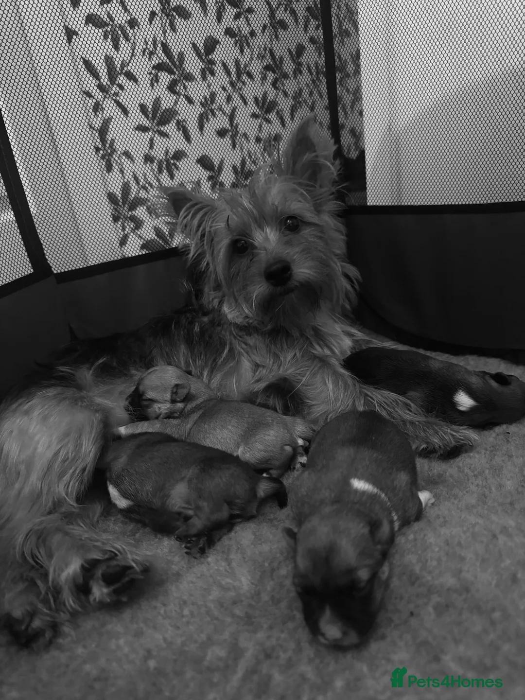 Mixed Breed dogs for sale: Yorkshire terrier x Jack Russell puppy’s  - Advert 1