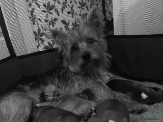 Mixed Breed dogs Yorkshire terrier x Jack Russell puppy’s - Advert 1