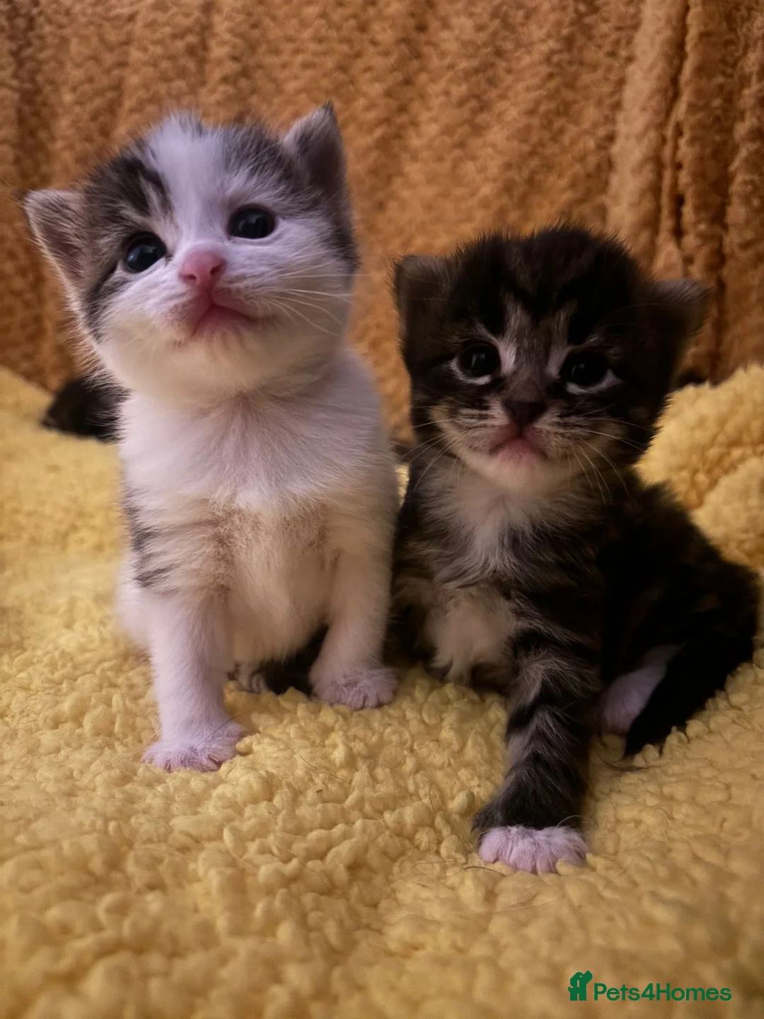 Mixed Breed cats for sale: mixed breed kittens - Advert 1