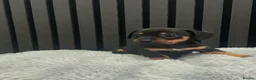 Chiweenie dogs for sale: Cute Chiweenie Boys - Advert 25