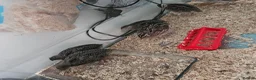 Quail poultry for sale: Male cortunix quail  - Advert 2