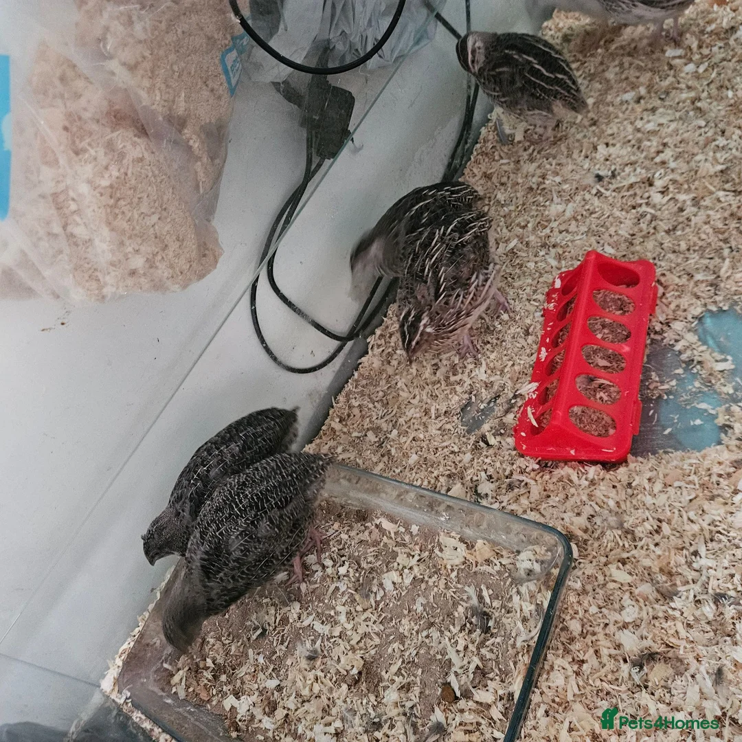Quail poultry for sale: Male cortunix quail  - Advert 2