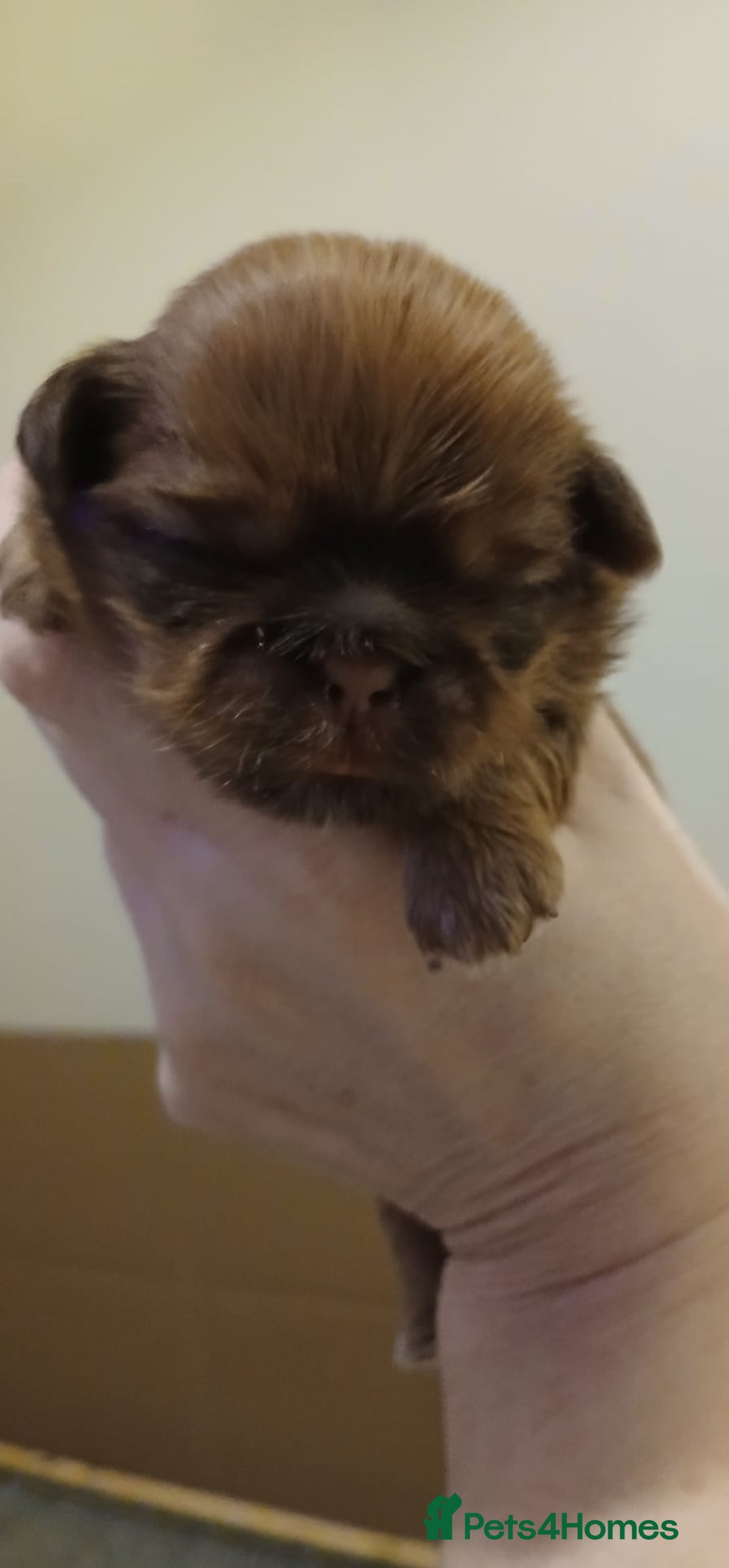 Shih Tzu dogs for sale: 🍫CHOCOLATE KC REG IMPERIALS BEST LINES🍫 - Advert 19