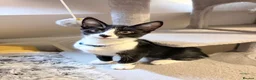 Mixed Breed cats for sale: Adorable Siamese cross Domestic Shorthair kittens  - Advert 4