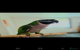 Parakeets birds for sale: Indian ringneck & Derbyan Parrot - Image 2