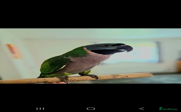Parakeets birds  Derbyan Parrot - Advert 11