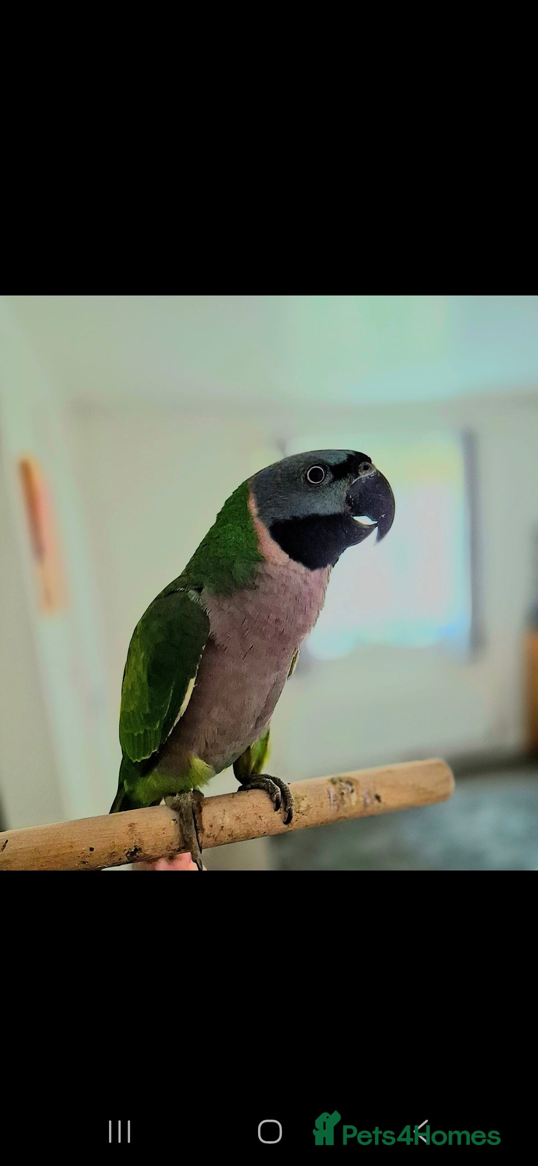 Parakeets birds for sale: Indian ringneck & Derbyan Parrot - Image 2