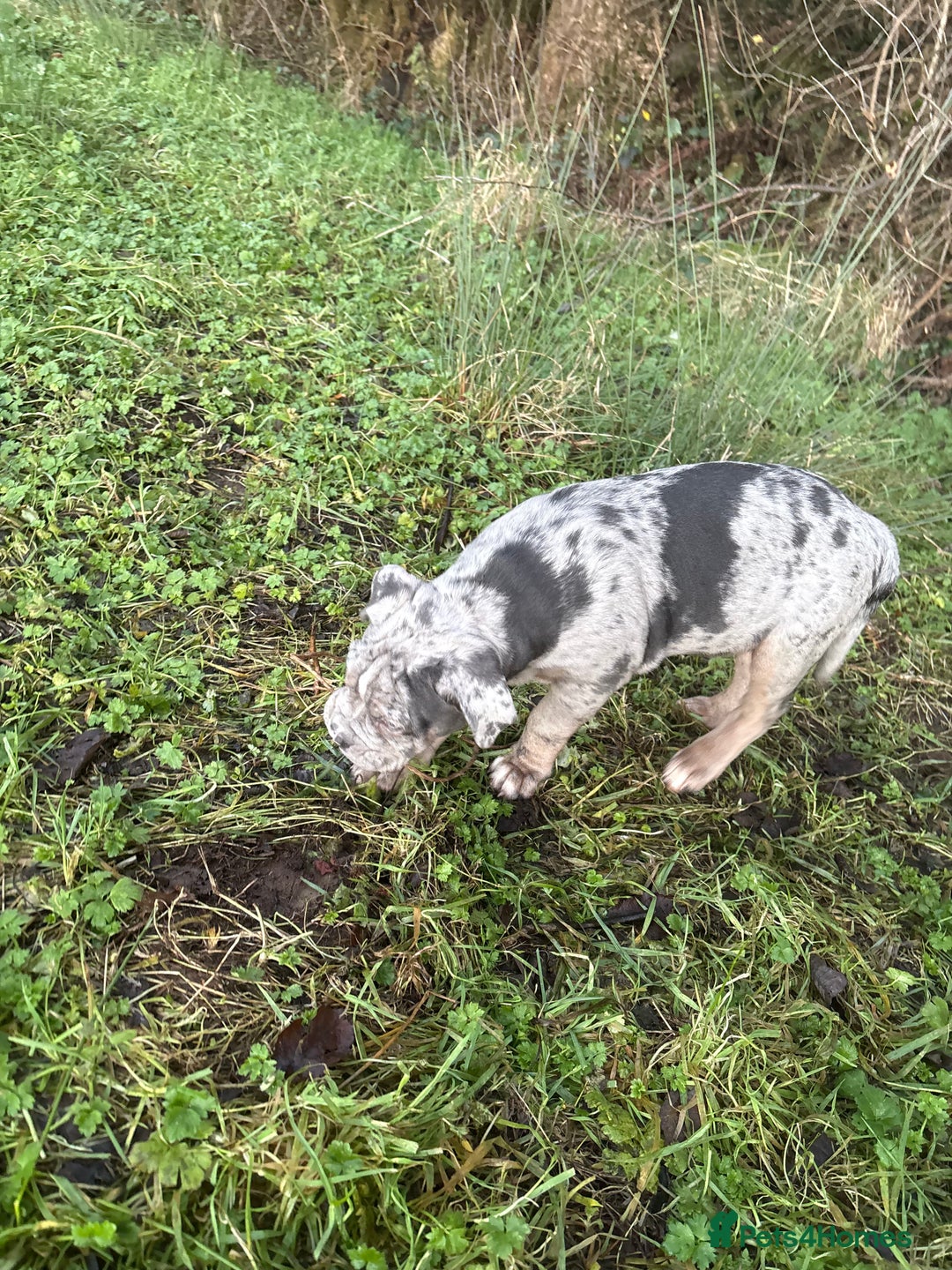 Olde English Bulldogge dogs for sale: 3 male puppy Olde English Bulldogges left - Advert 31