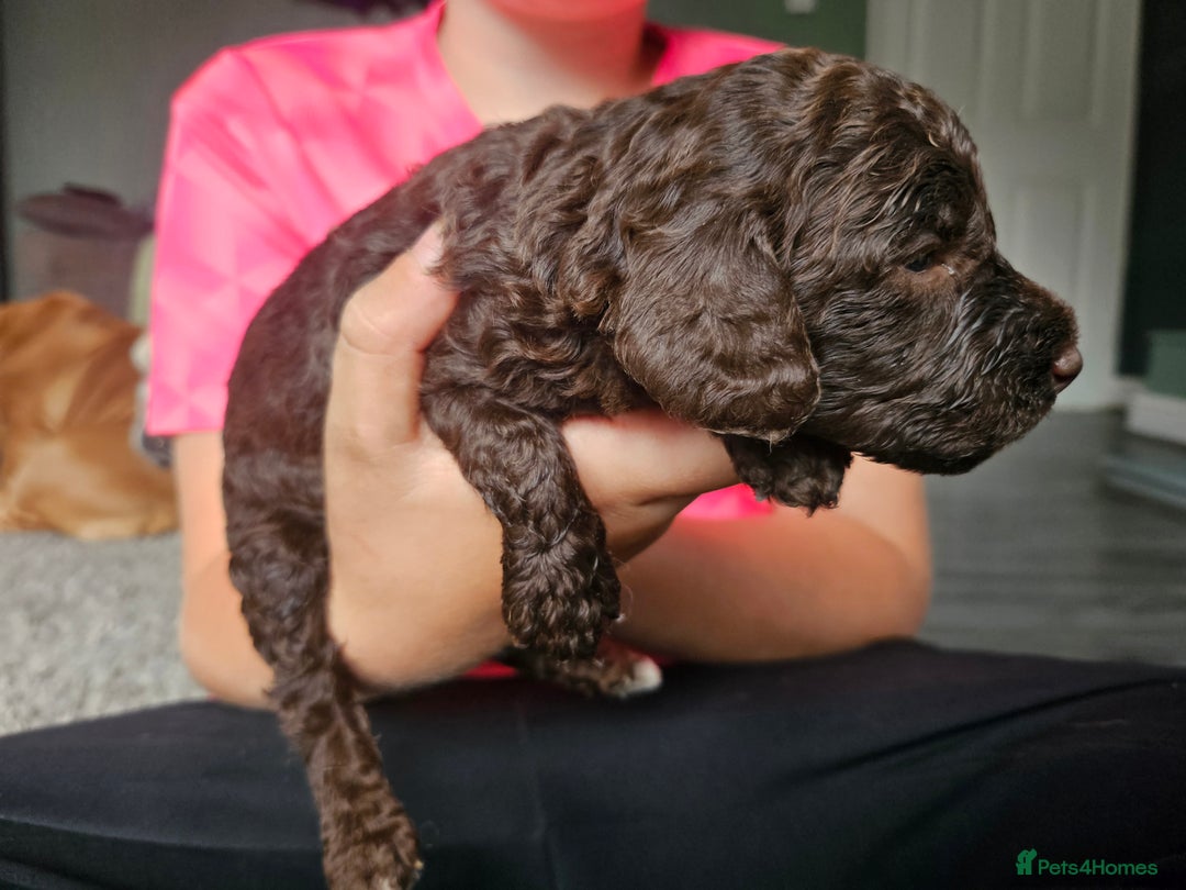 Cockapoo dogs for sale: Cockapoo puppies - Image 16