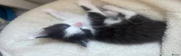 Maine Coon cats for sale: Maine Coon Kittens Looking for Homes 🐾 - Advert 17