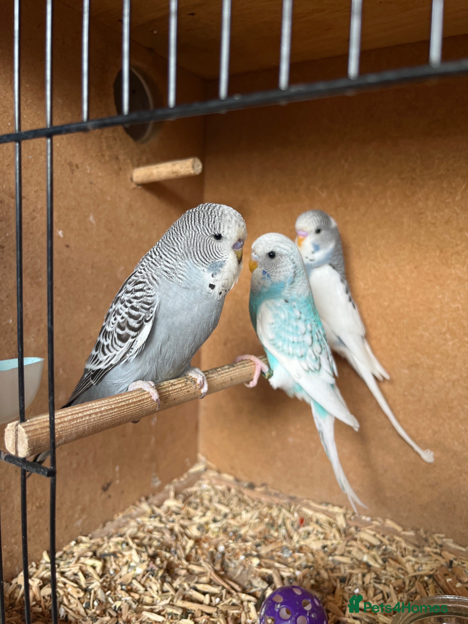 Budgerigars birds Baby budgies - Advert 3