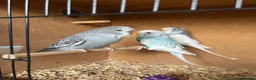 Budgerigars birds for sale: Baby budgies - Advert 1