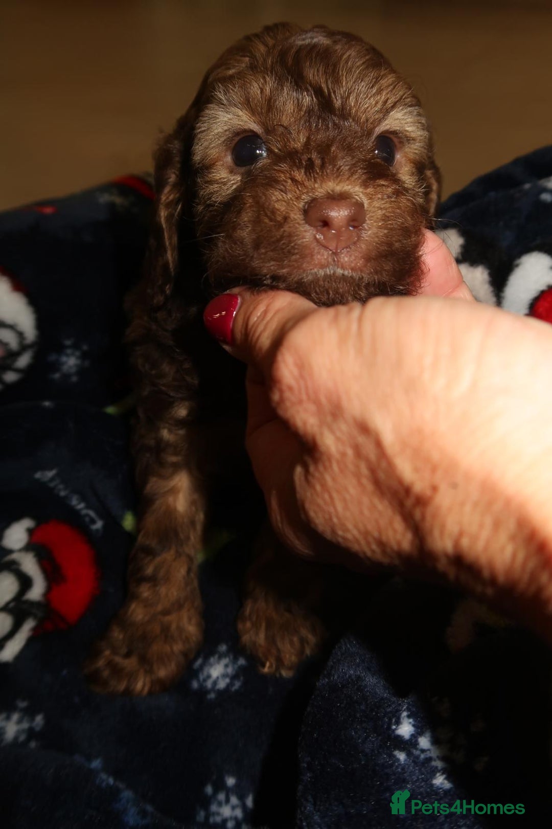 Cockapoo dogs for sale: Beautiful f1b Cockapoo puppy's   - Advert 13