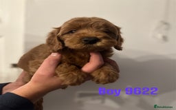 Cockapoo dogs for sale: DEEP RED COCKAPOOS READY NOW - Image 11