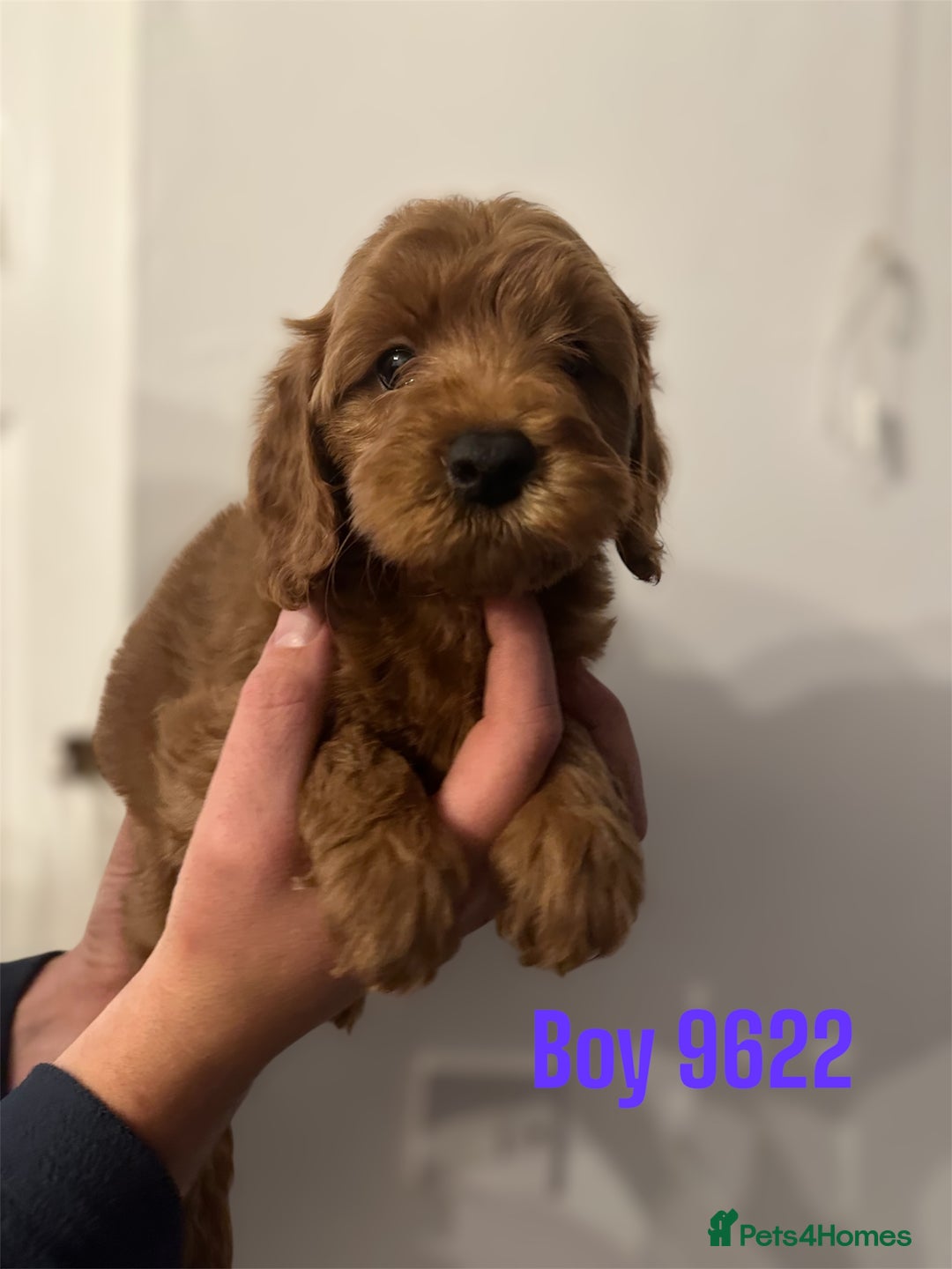 Cockapoo dogs for sale: DEEP RED COCKAPOOS READY NOW - Image 11