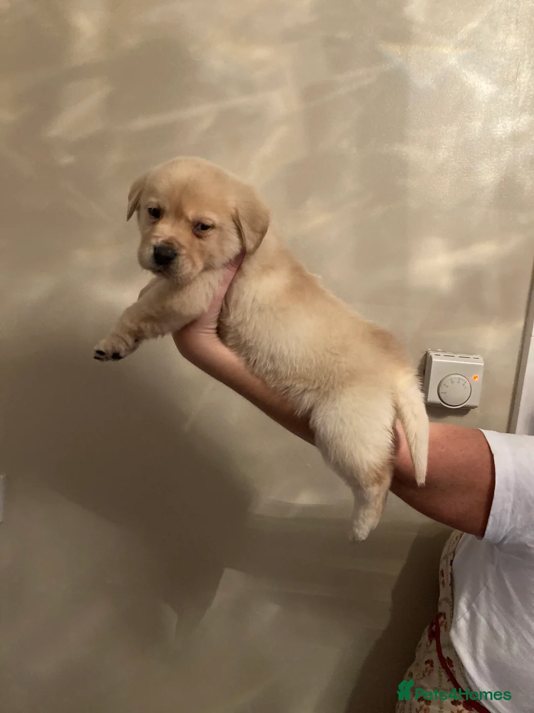 Labrador Retriever dogs for sale: Labrador PUPPIES  - Advert 2