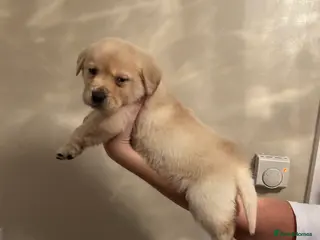 Labrador Retriever dogs Labrador PUPPIES - Advert 11