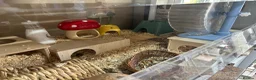 Hamster rodents for sale: Hamster and full set up for sale  in Warrington - Advert 10