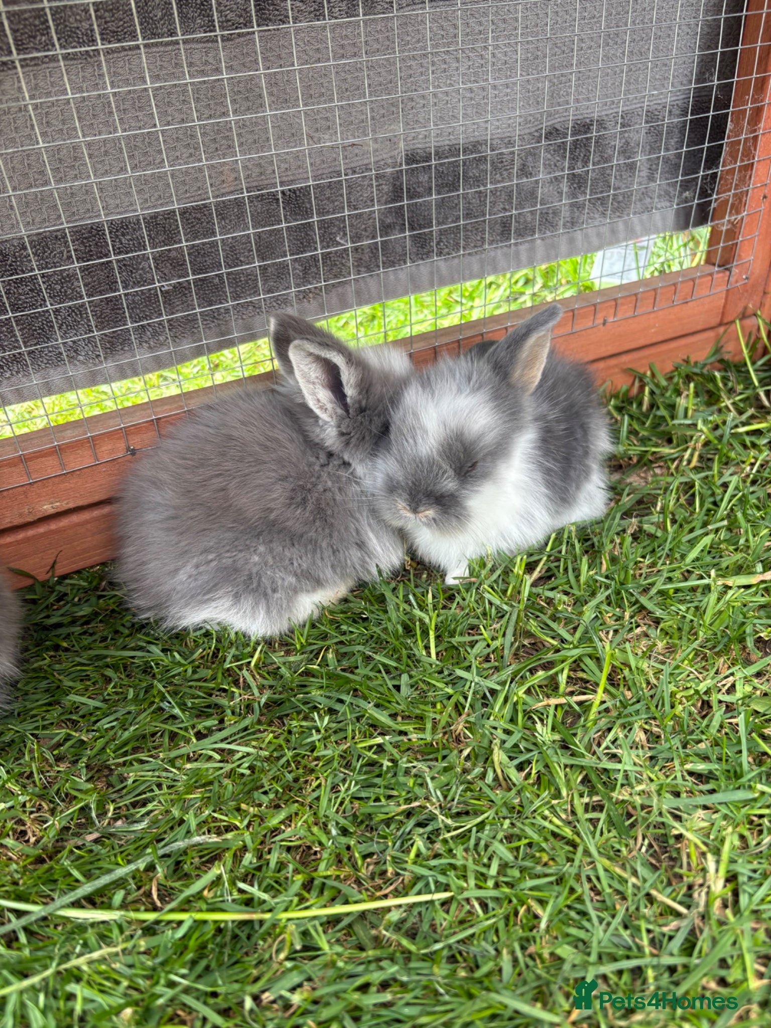 Lionhead rabbits Mini lion head rabbits  - Advert 1